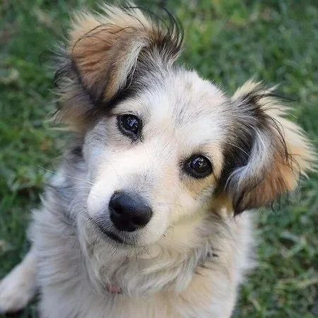 Luette-nordseeperle Норден